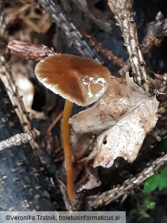 Strobilurus esculentus