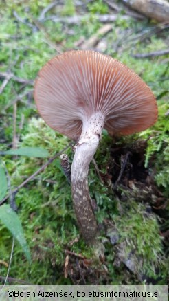 Armillaria ostoyae