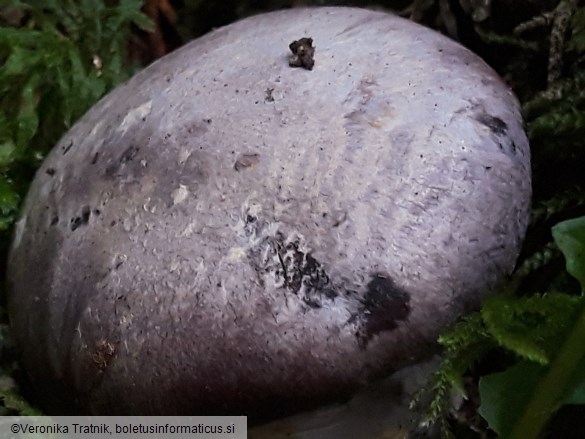 Cortinarius traganus