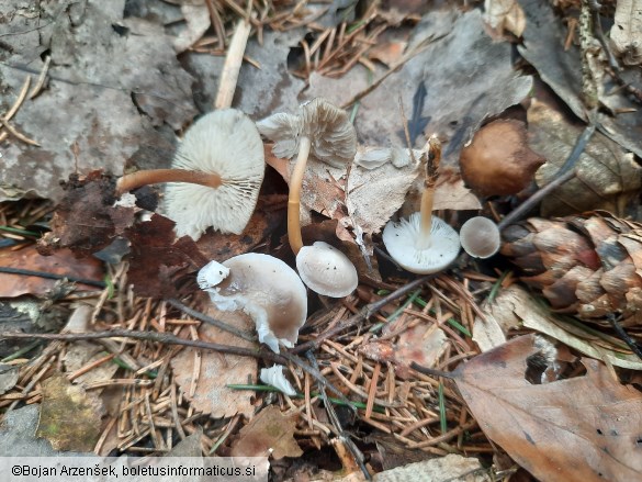 Strobilurus esculentus