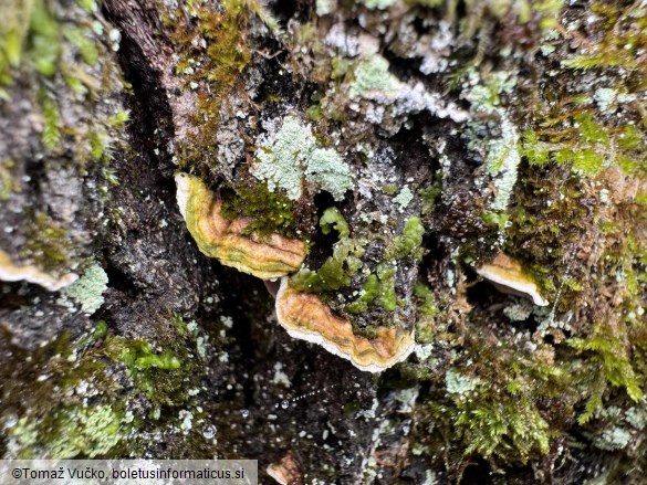 Aleurodiscus disciformis
