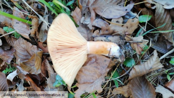 Lactarius deliciosus