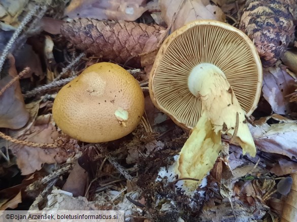 Phlegmacium percome