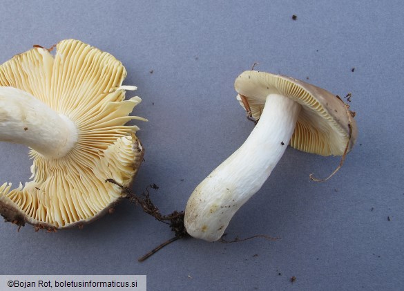 Russula firmula