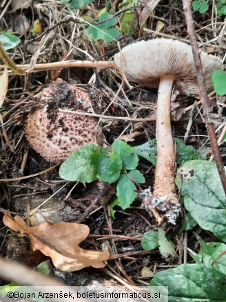 Echinoderma asperum
