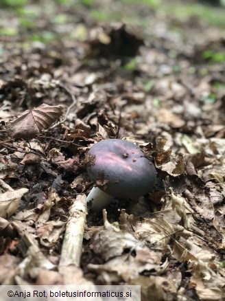 Russula cyanoxantha