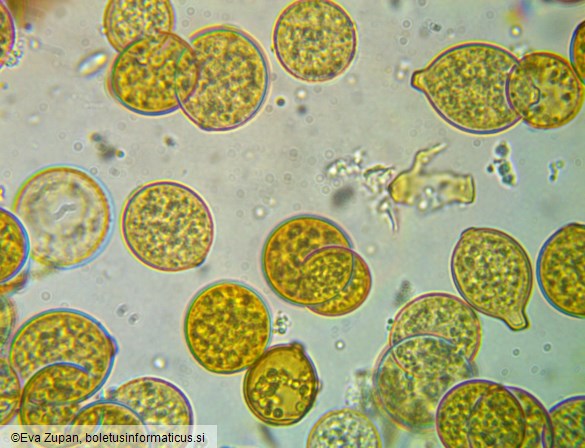 Botryobasidium simile