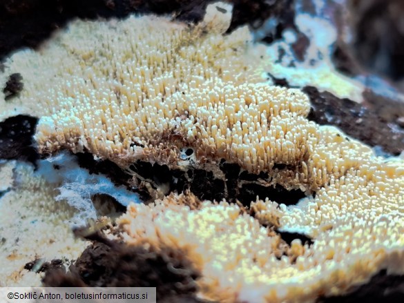 Cristinia eichleri