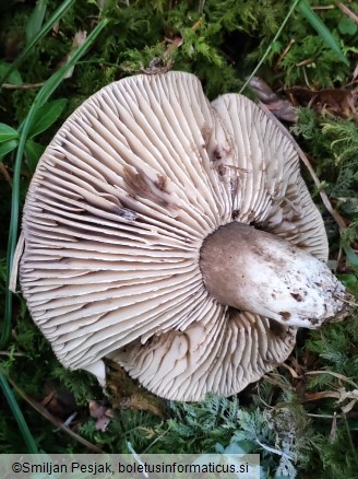 Russula nigricans