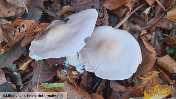 Lepista glaucocana