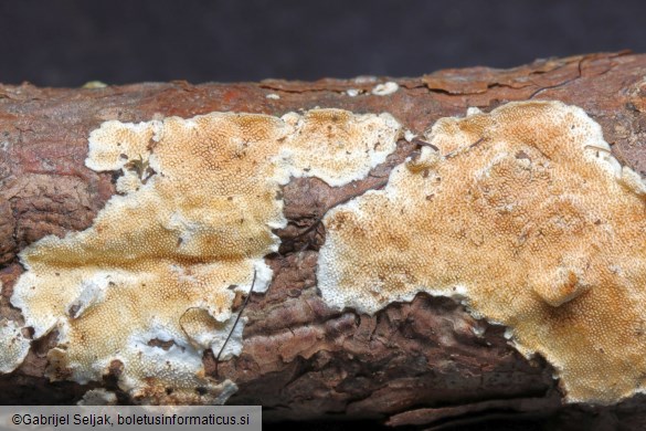 Steccherinum ochraceum