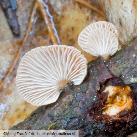 Panellus violaceofulvus