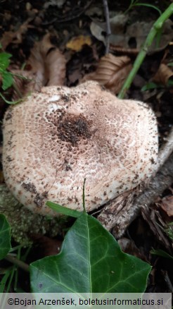 Echinoderma asperum