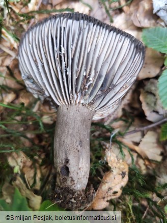Russula nigricans