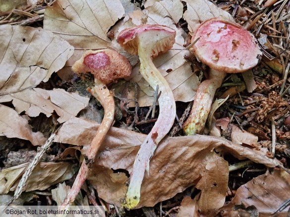 Chalciporus rubinus