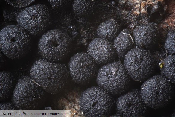 Tympanopsis confertula