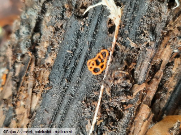 Hemitrichia serpula