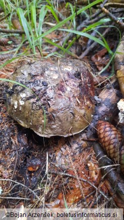 Imperator torosus