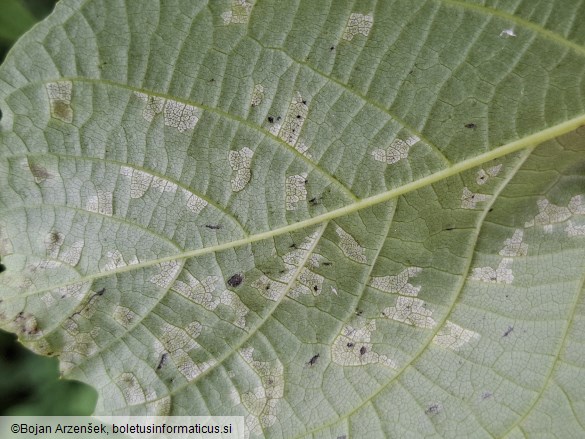 Pseudomicrostroma juglandis