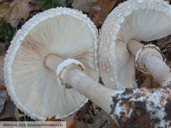 Macrolepiota fuligineosquarrosa