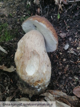 Boletus reticulatus