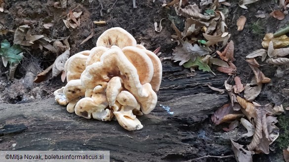 Meripilus giganteus