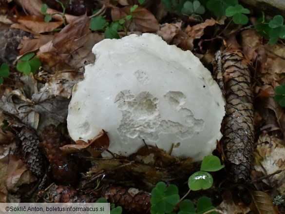 Boletus edulis f. albus