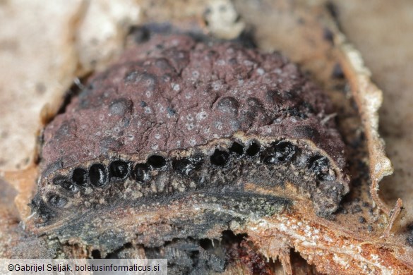 Hypoxylon fuscum