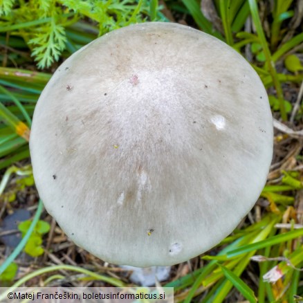 Volvopluteus gloiocephalus