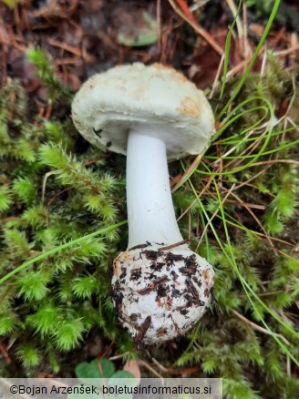 Amanita citrina