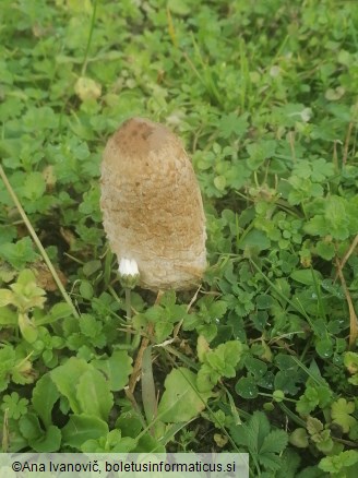 Coprinus comatus