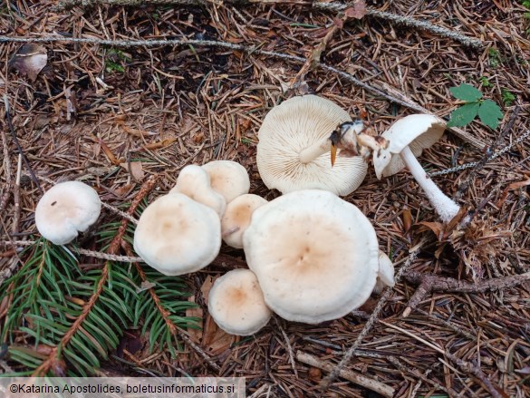Gymnopus hariolorum