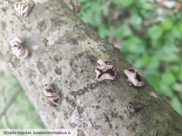 Encoelia furfuracea