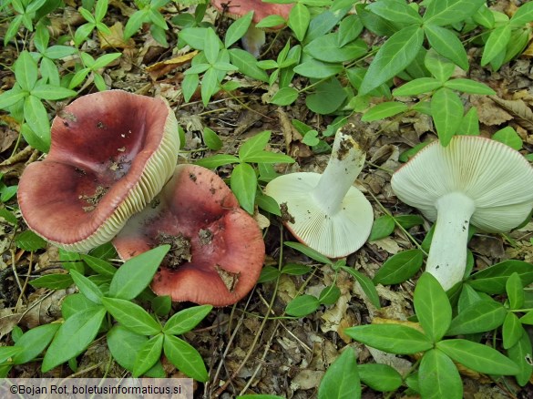 Russula melliolens