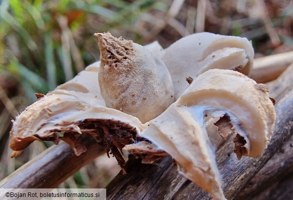 Geastrum elegans