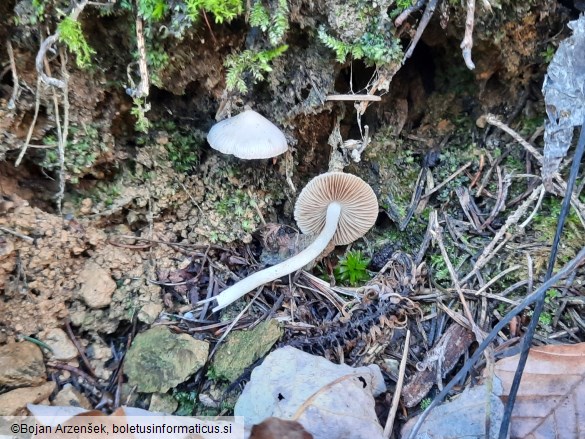 Inocybe geophylla