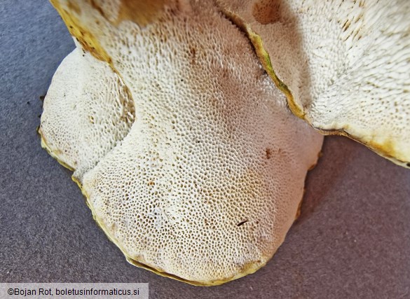 Laeticutis cristata