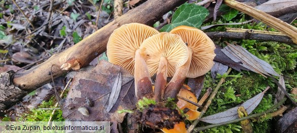 Flammulina elastica