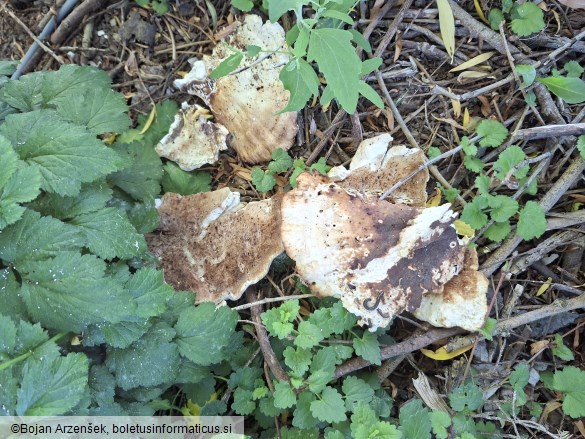 Laetiporus sulphureus
