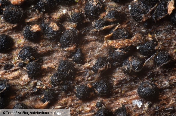 Chaetosphaeria ovoidea