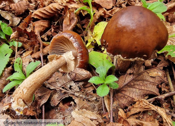 Cyclocybe erebia