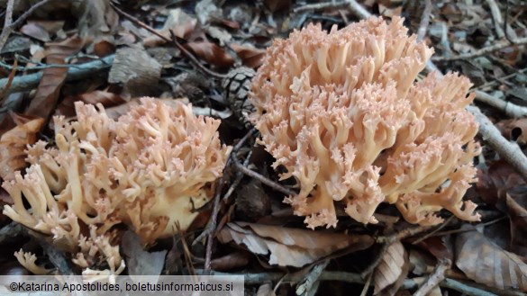 Ramaria botrytis