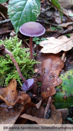 Laccaria amethystina