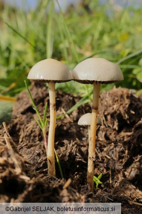 Protostropharia semiglobata