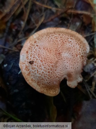 Cortinarius bolaris
