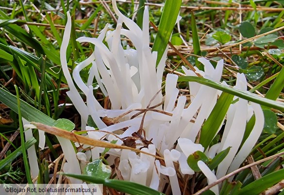 Clavaria fragilis