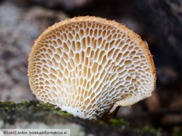Neofavolus alveolaris
