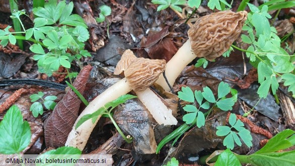 Verpa bohemica