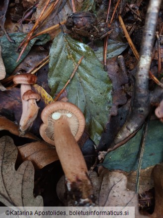 Lactarius quietus