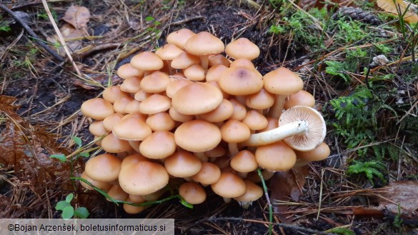 Hypholoma capnoides